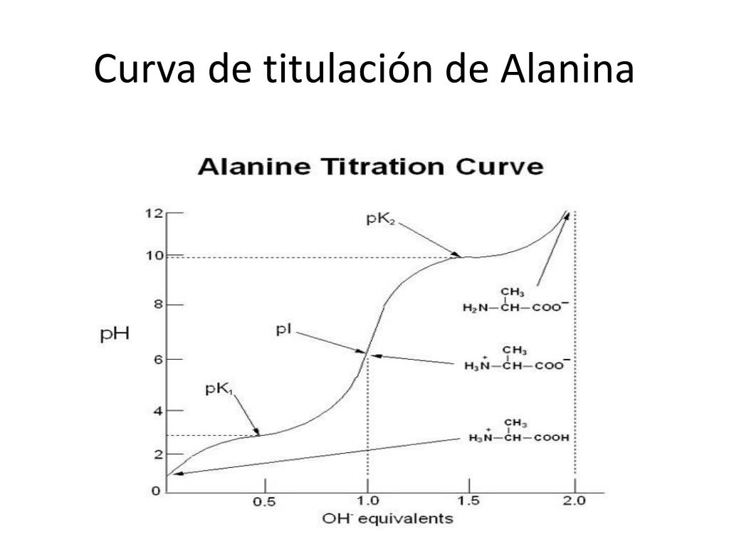 PPT - (3) α - aminoácidos – componentes de proteinas y el enlace