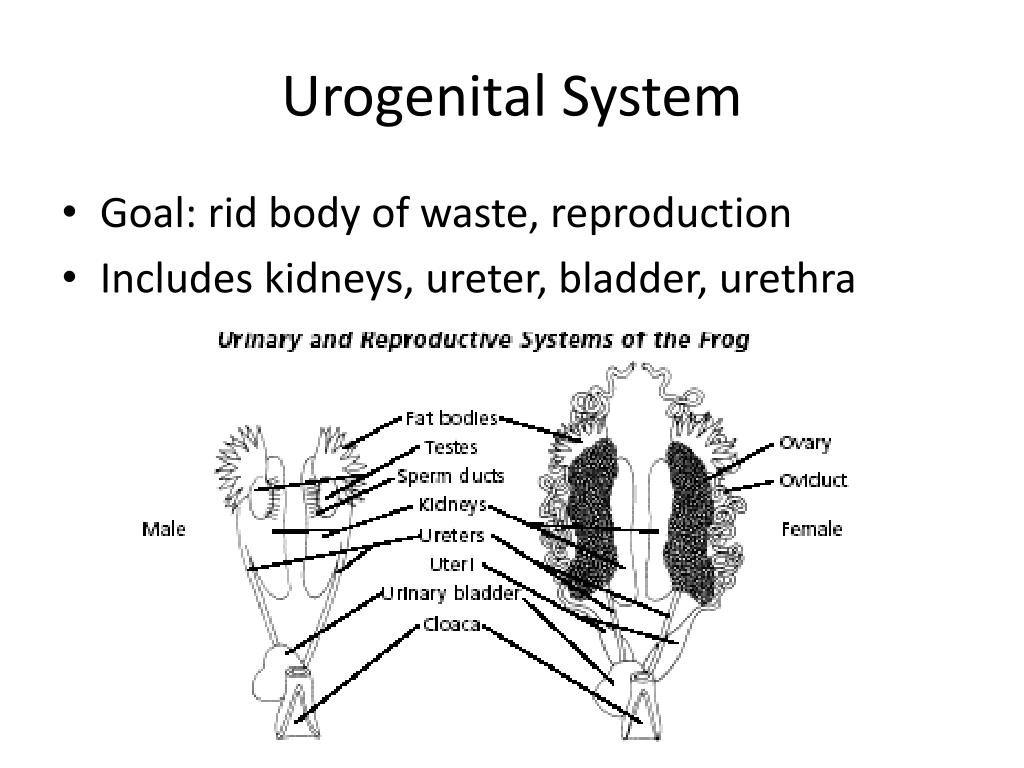 Integumentary System PowerPoint Presentation, free download Biology Diagrams