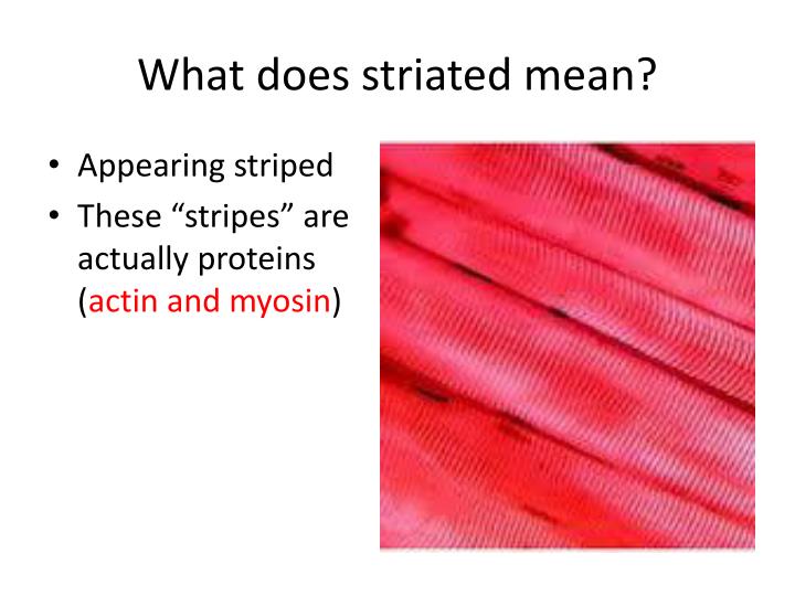 PPT Histology Muscle And Nervous Tissue PowerPoint Presentation ID ppt-histology-muscle-and-nervous-tissue-powerpoint-presentation-id