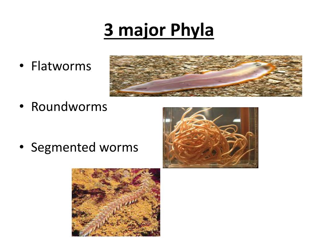 Give an example of a flatworm roundworm and segmented worm Worms Types Features Video Lesson Transcript Study Com