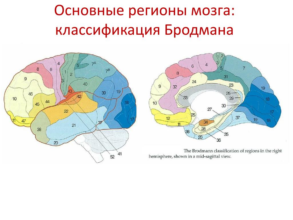 Третичные поля мозга