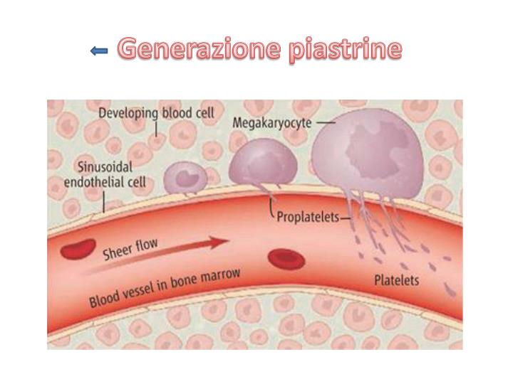 Quante Piastrine Ci Sono Nel Corpo Umano