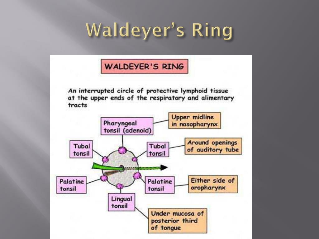 Armando Hasudungan - Tonsils clinical anatomy video coming up The tonsils  are part of what is called Waldeyer's ring. Generally when talking about  tonsils we are talking about the palatine tonsils situated