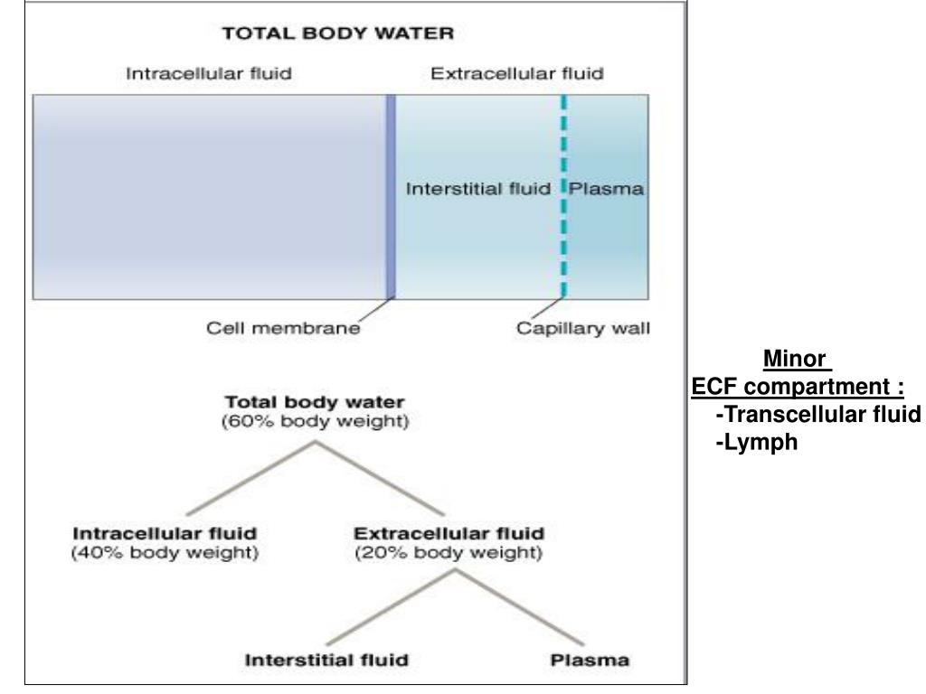 body fluid compartments transcellular