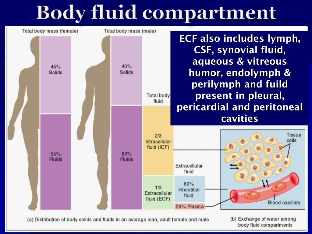 body fluid compartments video