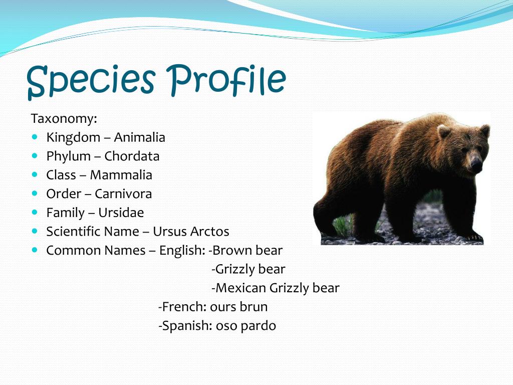 PPT - Biodiversity: To Defend or not Defend? Brown Bears PowerPoint