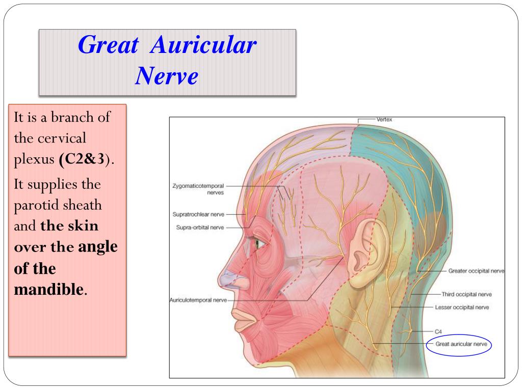 ppt-clinical-anatomy-of-the-face-powerpoint-presentation-free