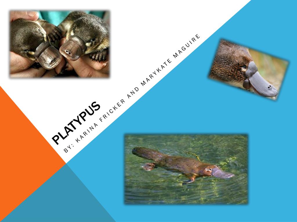 plural of platypus