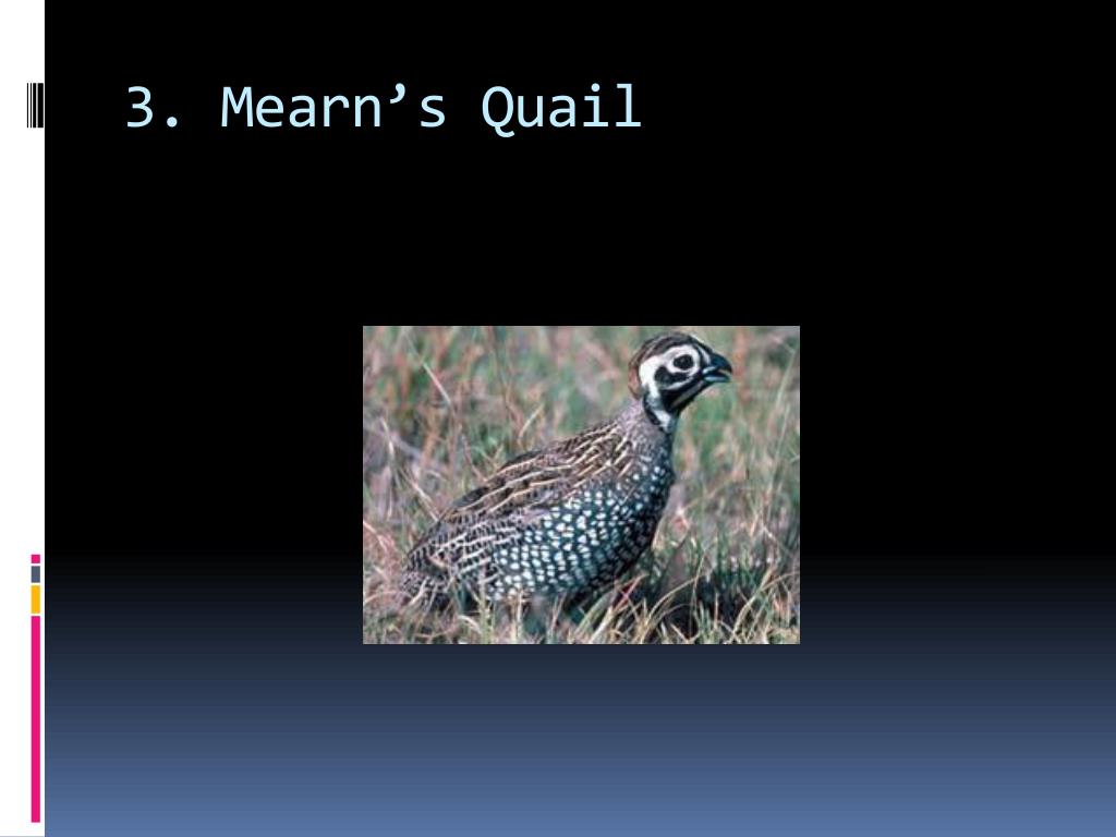 powerpoint presentation on quail