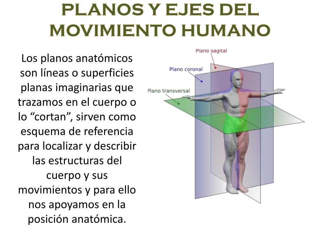 PPT - PLANOS Y EJES DEL MOVIMIENTO HUMANO PowerPoint Presentation, free  download - ID:2154406