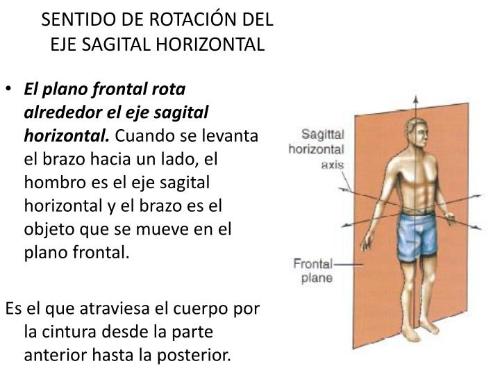 Sentido Horizontal PPT - PLANOS Y EJES DEL MOVIMIENTO HUMANO PowerPoint Presentation - ID ...