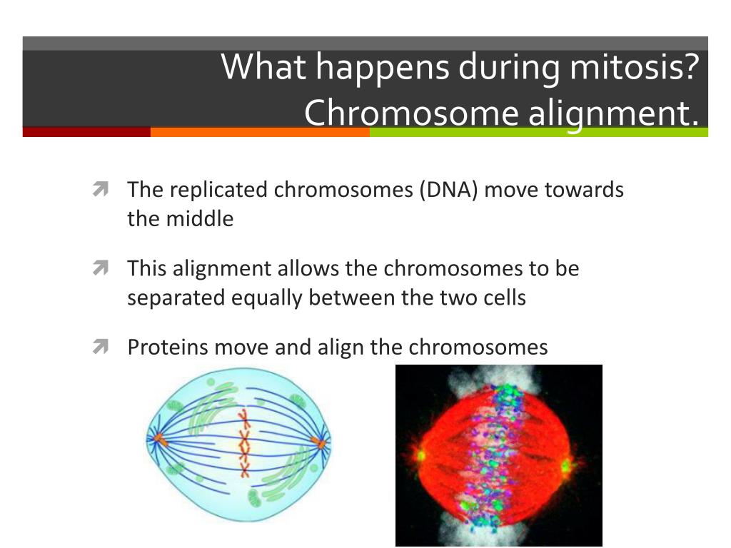 How do you grow? Give examples and be specific. PowerPoint ... Biology Diagrams