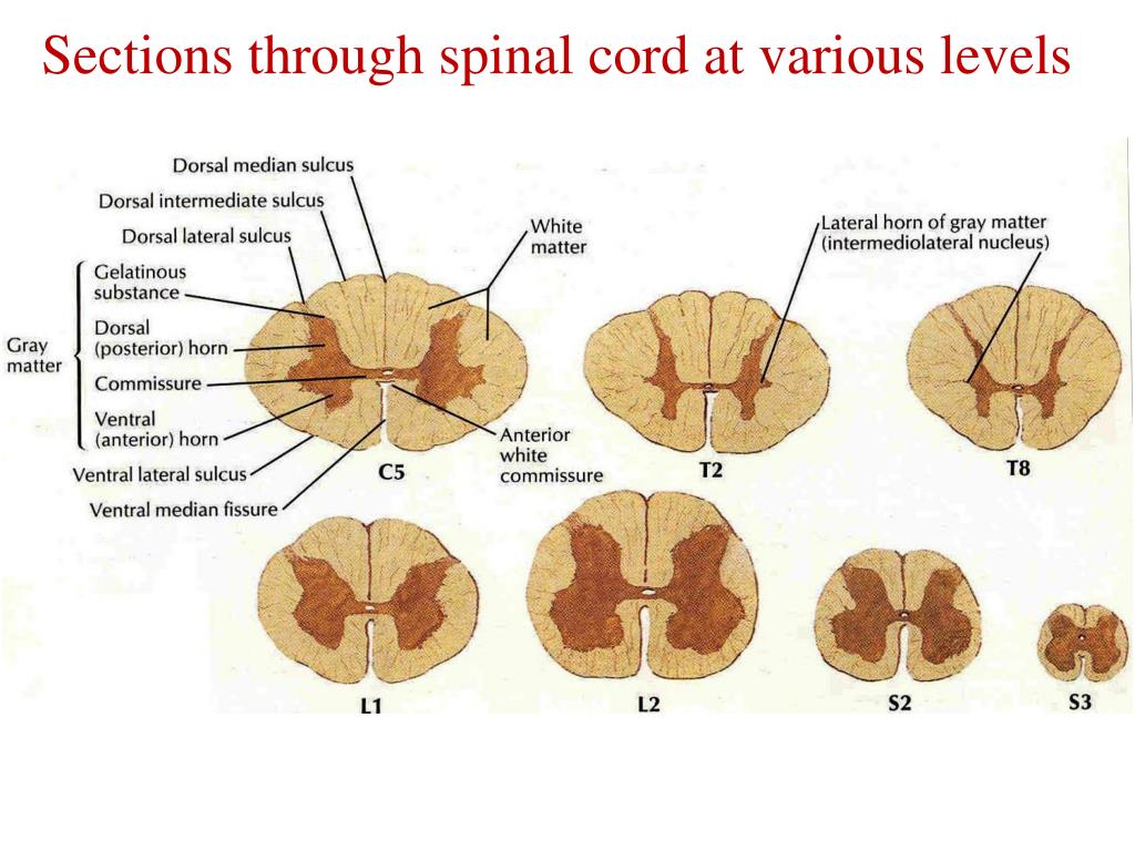 Спинной и головной мозг тест 8 класс. Spinal Cord Section. Строение спинного мозга. Разрезы мозга dorsal ventral.