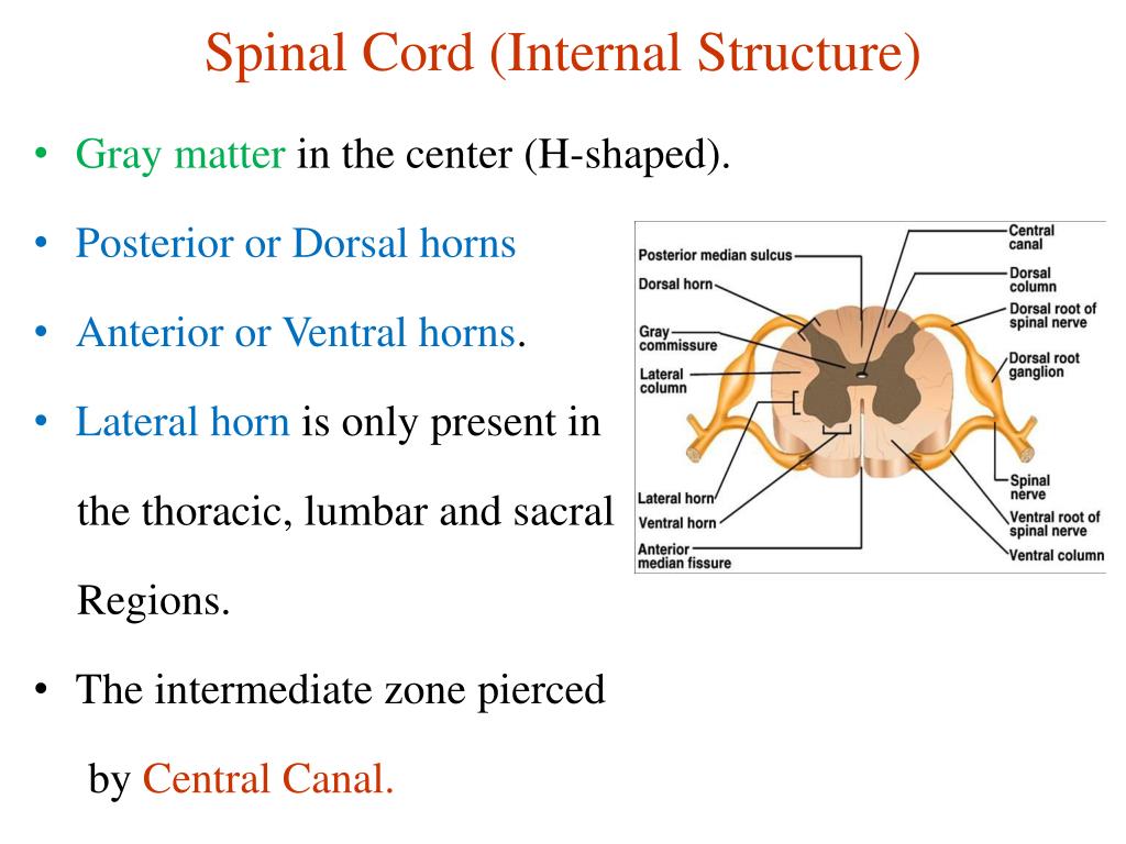 Спинной и головной мозг тест 8 класс. Spinal Cord Internal structure. Spinal Cord Gray matter. Gray Spinal Cord Sacral. Ventral Horn перевод.
