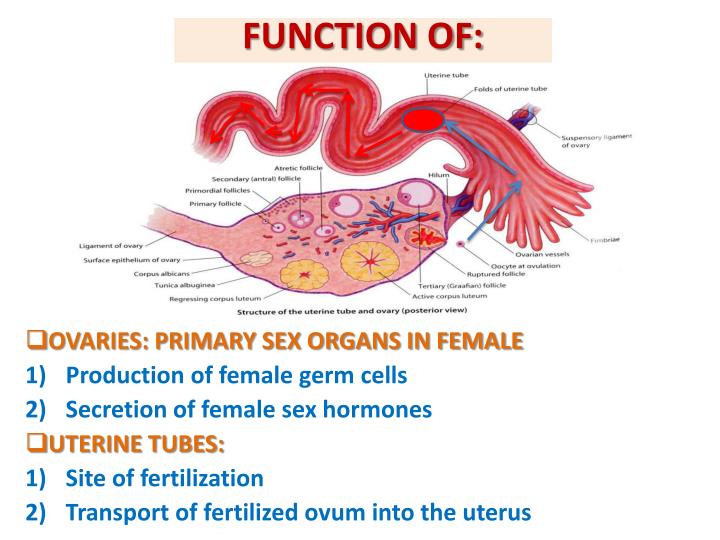 PPT - ANATOMY OF THE FEMALE REPRODUCTIVE SYSTEM PowerPoint Presentation