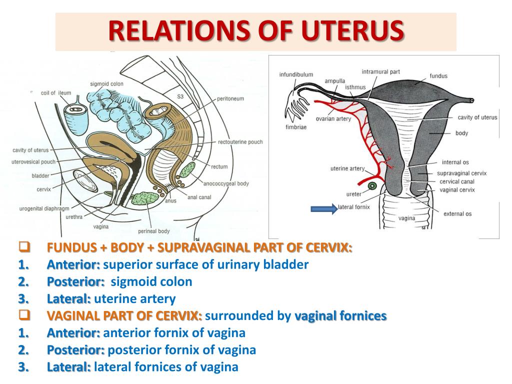 Reproductive System Anatomical Chart