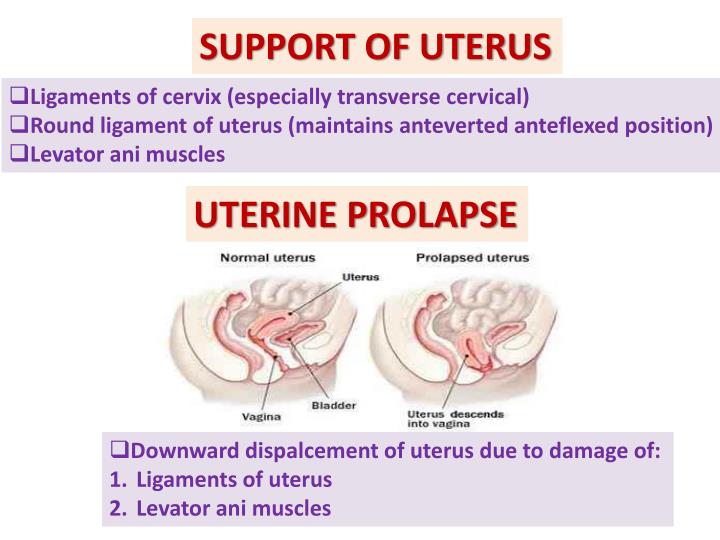 PPT - ANATOMY OF THE FEMALE REPRODUCTIVE SYSTEM PowerPoint Presentation ...