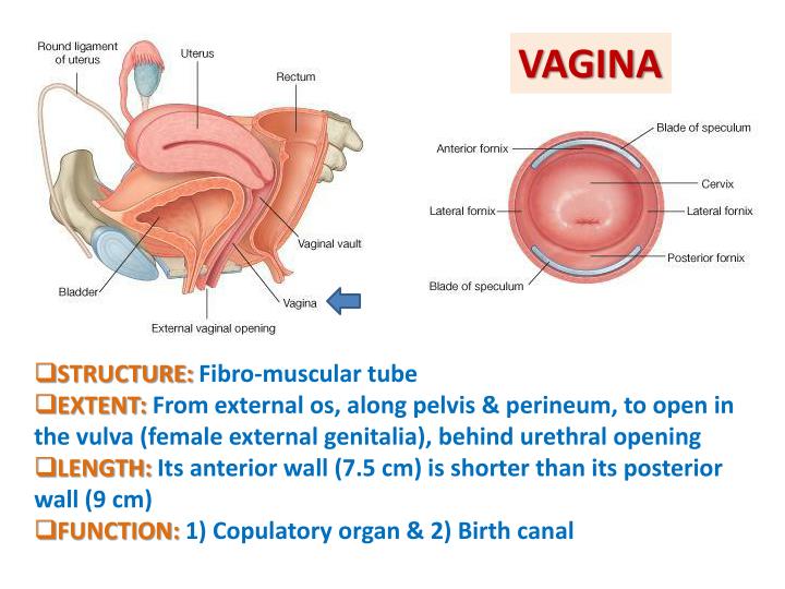 PPT - ANATOMY OF THE FEMALE REPRODUCTIVE SYSTEM PowerPoint Presentation ...