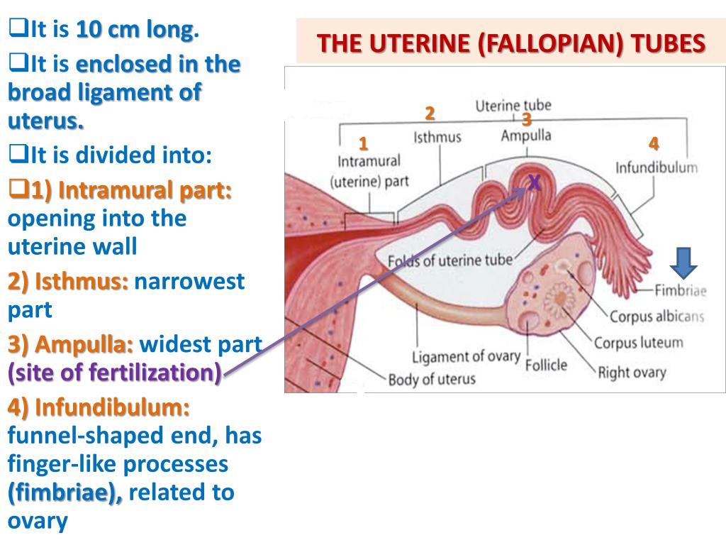 Anatomy Of Uterus Fallopian Tubes And Ovaries On Example The Best