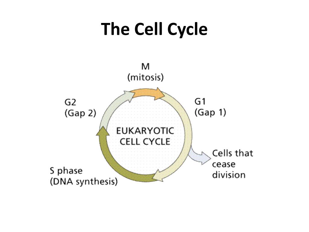 Тест дыхание клетки. Cell Cycle.