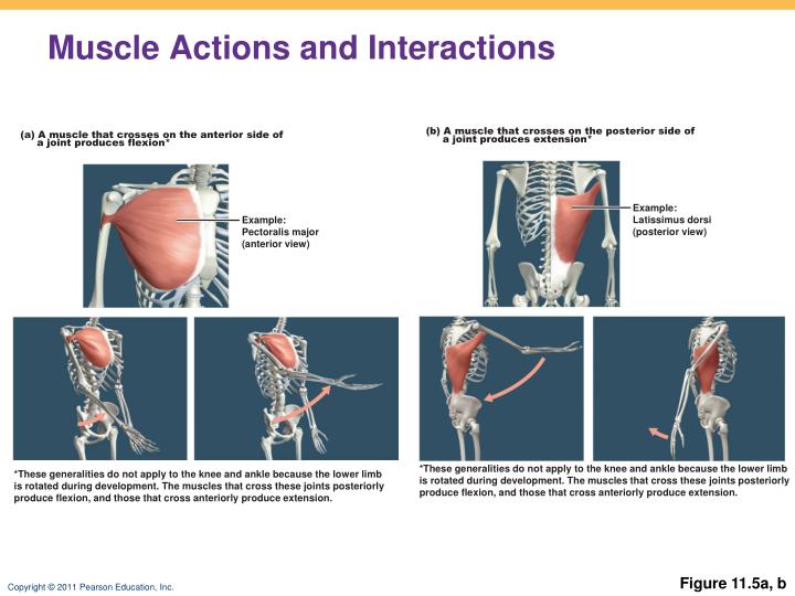 PPT - Muscles of the Body PowerPoint Presentation - ID:2156696