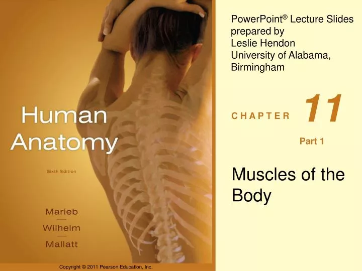 PPT - Muscles of the Body PowerPoint Presentation, free download - ID