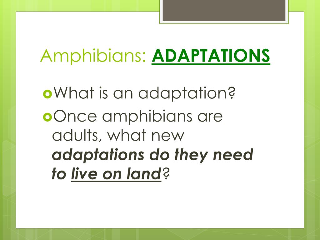 PPT Amphibian ADAPTATIONS PowerPoint Presentation, free download ID