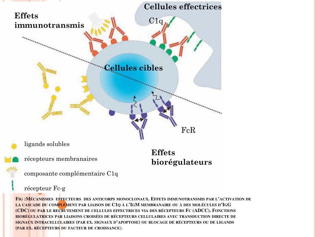Anticorps Anti Recepteur De L'acétylcholine 0.20 Nmol/l PPT - Les Anticorps monoclonaux PowerPoint Presentation, free download