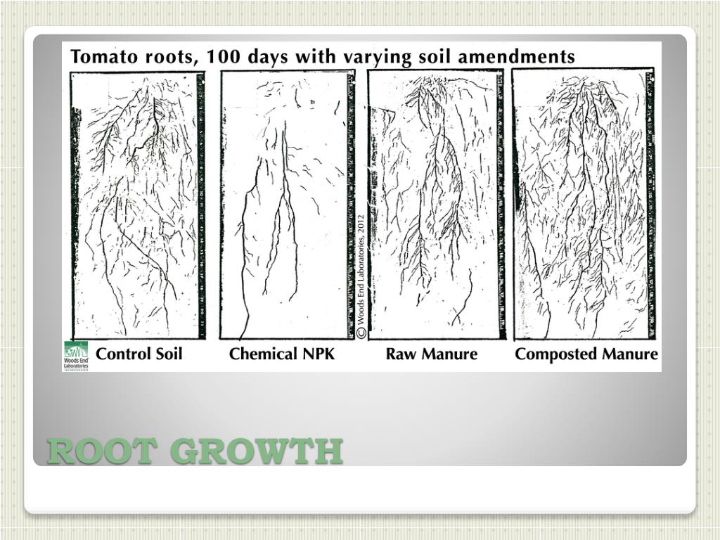PPT - Resource Acquisition & Transport in Vascular Plants PowerPoint ...