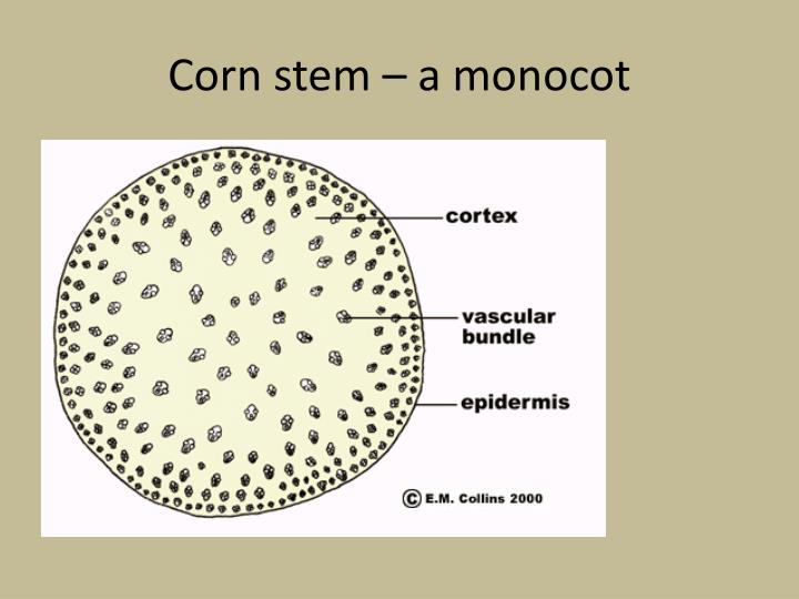 PPT Anatomy Review PowerPoint Presentation ID2160516