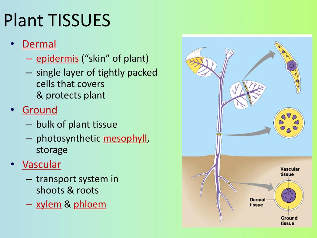Plant tissues. Tissues in Plant. Tissue of Plants Vascular. Photosynthetic Tissue in Plants.