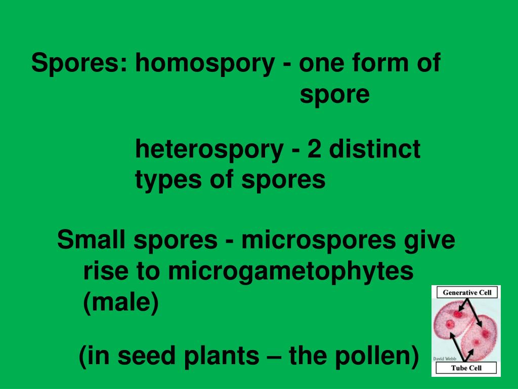 PPT - Plant Diversity I: How Plants Colonized Land PowerPoint ...
