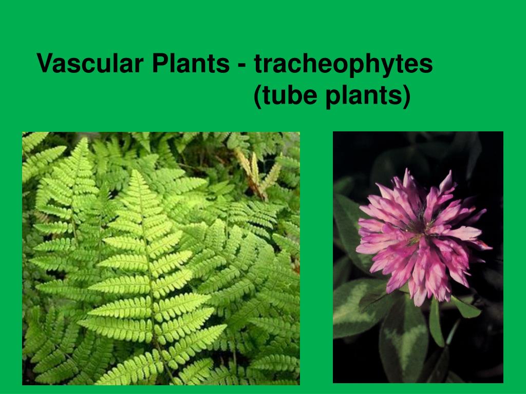 PPT - Plant Diversity I: How Plants Colonized Land PowerPoint ...