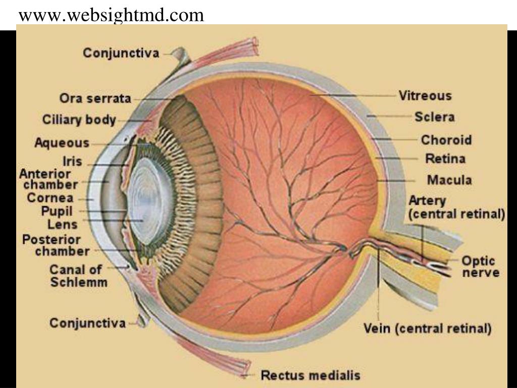 PPT Noneurgent eye problems David Kinshuck, associate specialist
