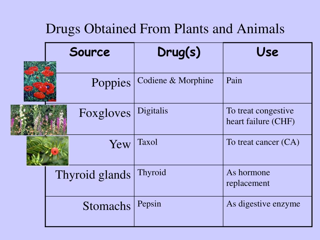 PPT - INTRODUCTION TO PHARMACOLOGY PowerPoint Presentation, free download - ID:2160929 PPT - INTRODUCTION TO PHARMACOLOGY PowerPoint Presentation, free download - ID:2160929