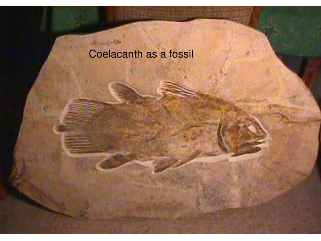 Живые ископаемые рыбы. Целакант окаменелость. Кистеперая рыба окаменелость. Ископаемая рыба Латимерия. Латимерия окаменелость.