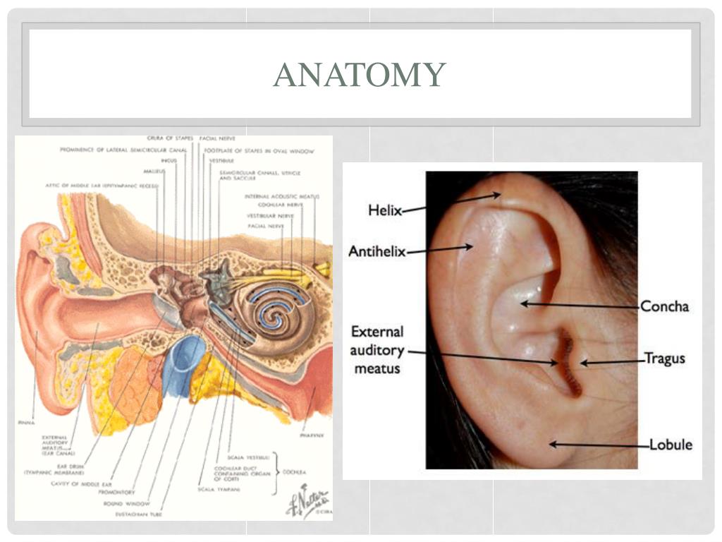 PPT - Otolaryngological Emergencies AHD Jan 31, 2013 PowerPoint ...