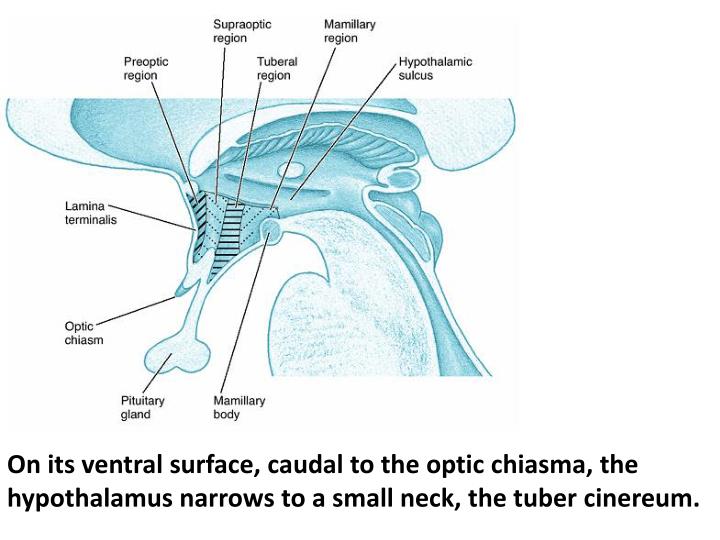 ppt-anatomy-of-hypothalamus-powerpoint-presentation-id-2162026