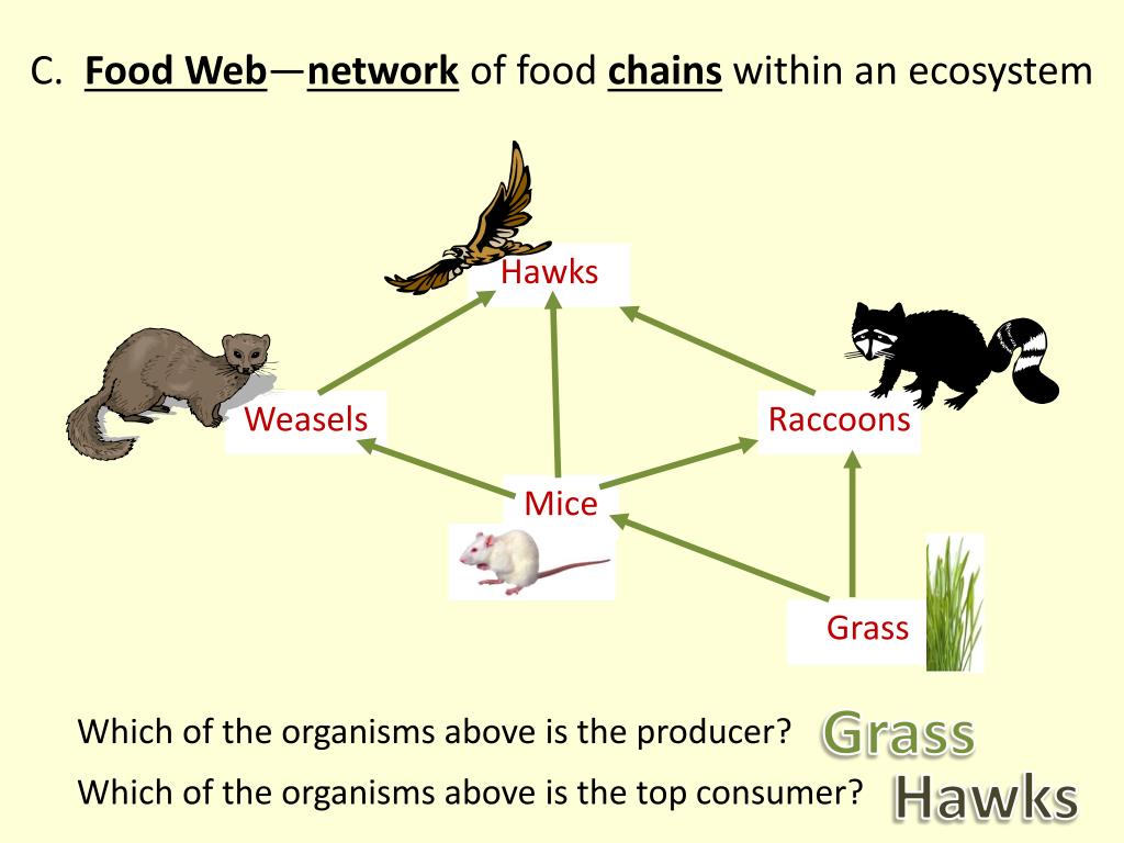 4/7 PowerPoint Presentation, free download Biology Diagrams