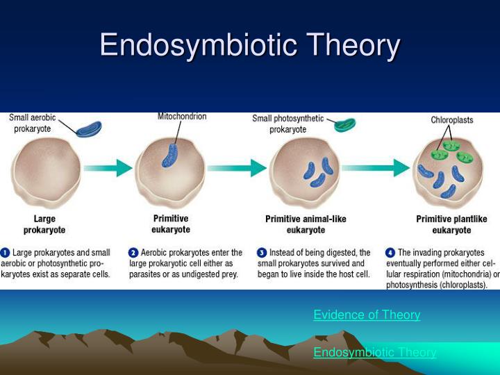evidence for endosymbiotic theory Symbiogenesis, or endosymbiotic theory, is an evolutionary theory of the origin of eukaryotic cells from prokaryotic organisms, first articulated in 1905 and 1910 by. evidence for endosymbiotic theory Symbiogenesis, or endosymbiotic theory, is an evolutionary theory of the origin of eukaryotic cells from prokaryotic organisms, first articulated in 1905 and 1910 by.