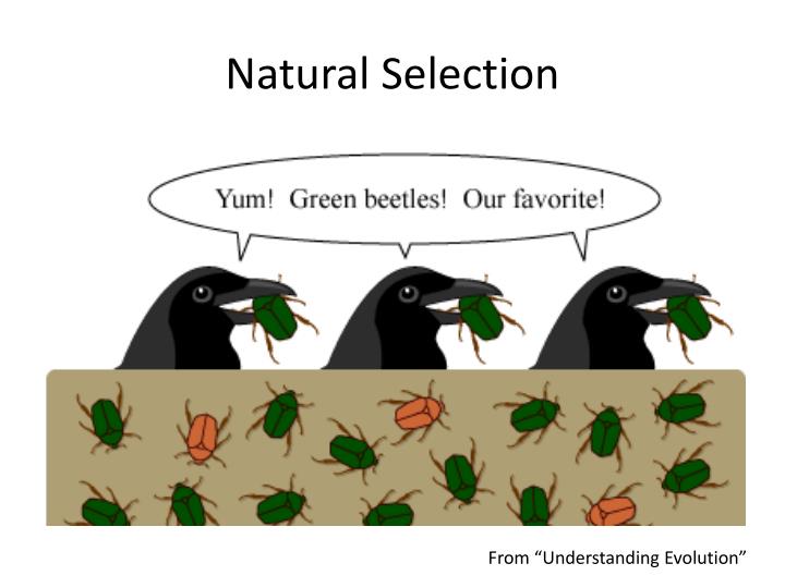 How Does Competition Drive Natural Selection How Does Competition Drive Natural Selection