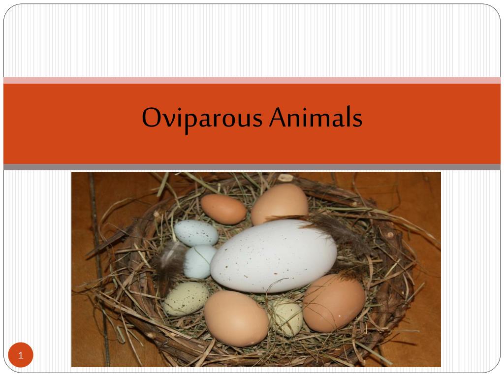 PPT - Oviparous Animals PowerPoint Presentation, free download - ID:2162362 PPT - Oviparous Animals PowerPoint Presentation, free download - ID:2162362
