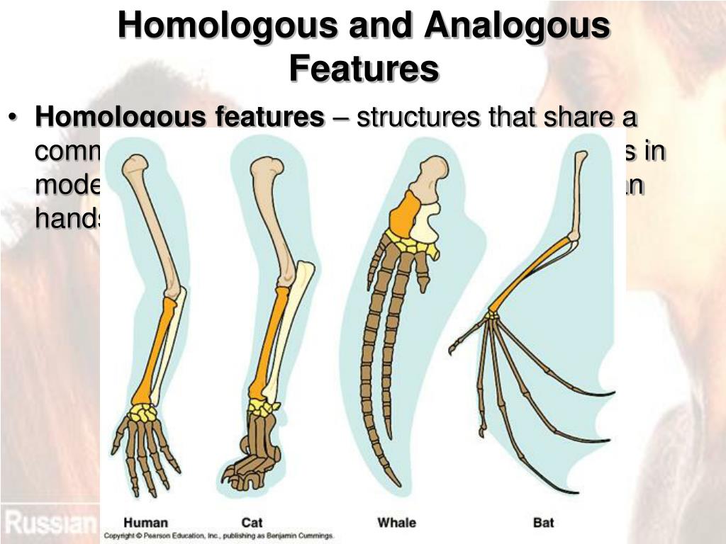 PPT - Early Ideas About Evolution PowerPoint Presentation, free