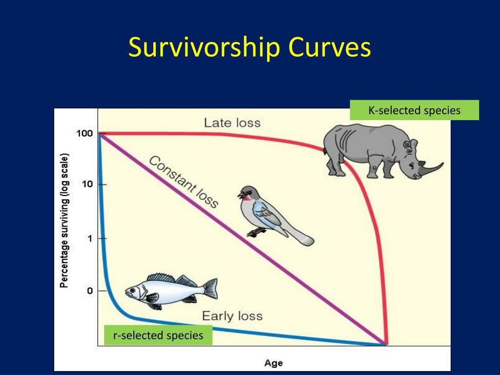 what-is-an-example-of-an-r-selected-species