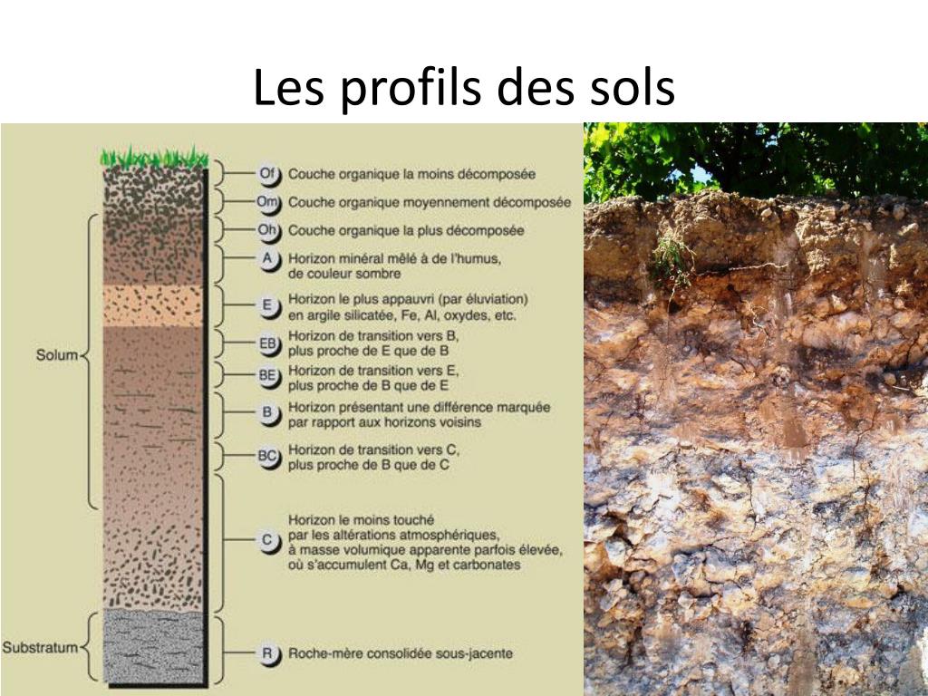 PPT - Thème 2 : Les roches et le cycle des roches PowerPoint ...