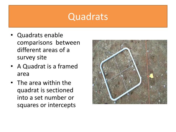 Quadrated