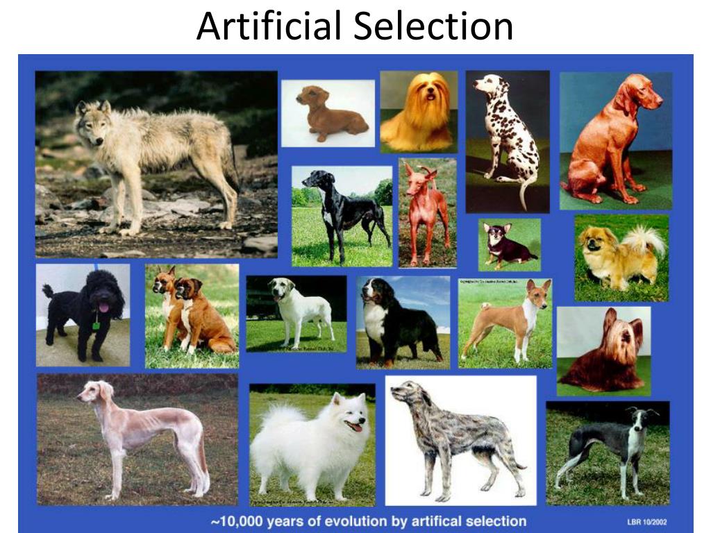 Происхождение породы животного. Разнообразие пород животных. Селекция животных собак. Искусственный отбор пород собак. Искусственно выведенные породы животных.