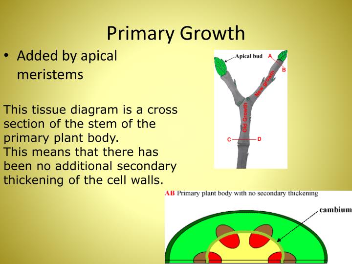 PPT Plant Science PowerPoint Presentation ID2163832