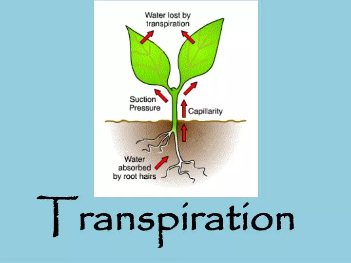 PPT Transpiration PowerPoint Presentation, free download