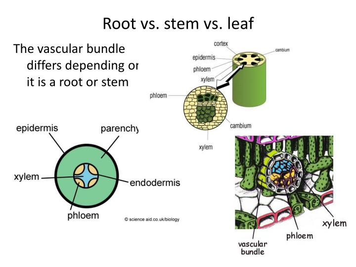 PPT state the functions of xylem and phloem. PowerPoint Presentation